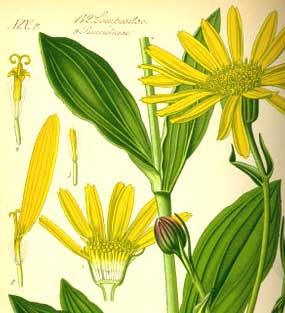 arnica-arnica  ARNICA