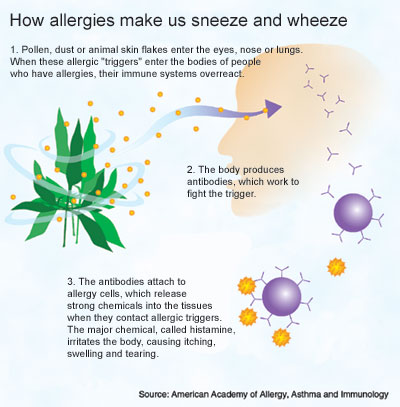 how_pollen_makes_us_sneeze_1 Pollen Allergy & homeopathy