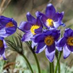 Pulsatilla 