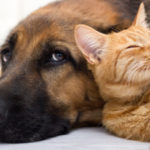 pet allergy homeopathy