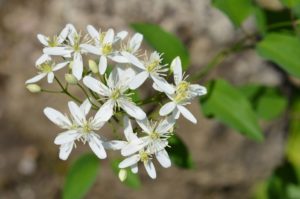 clematis erecta 