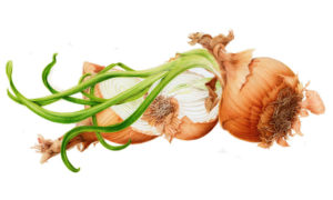 Allium Cepa Allium Cepa