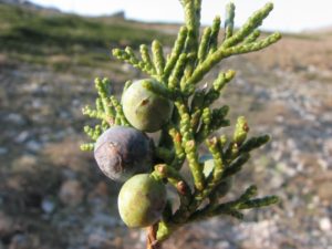 Sabina Officinalis