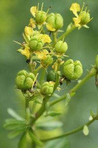 ruta graveolens