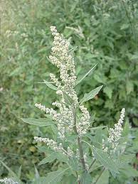 Chenopodium Anthelminticum: Homeopathic Medicine – Its Use, Indications and Dosage