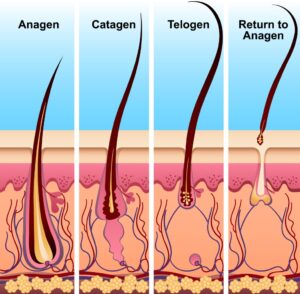 Stages of hair growth