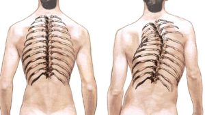 Spinal Curvature