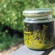 thuja