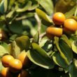 nux vomica