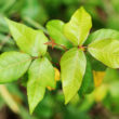 Rhus Tox
