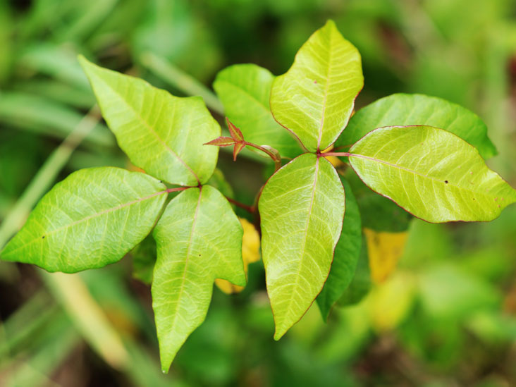 Rhus Tox Homeopathic Medicine Its Uses, Indications and
