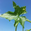 Homeopathic medicine Bryonia Alba