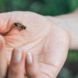 Homeopathic treatment for bee sting
