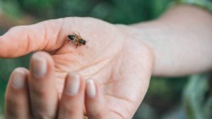 Homeopathic treatment for bee sting 