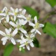 clematis erecta