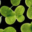 lemna minor