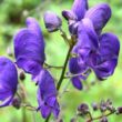 aconitum napellus