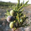 Sabina Officinalis