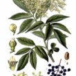 Sambucus Nigra