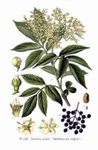 Sambucus Nigra