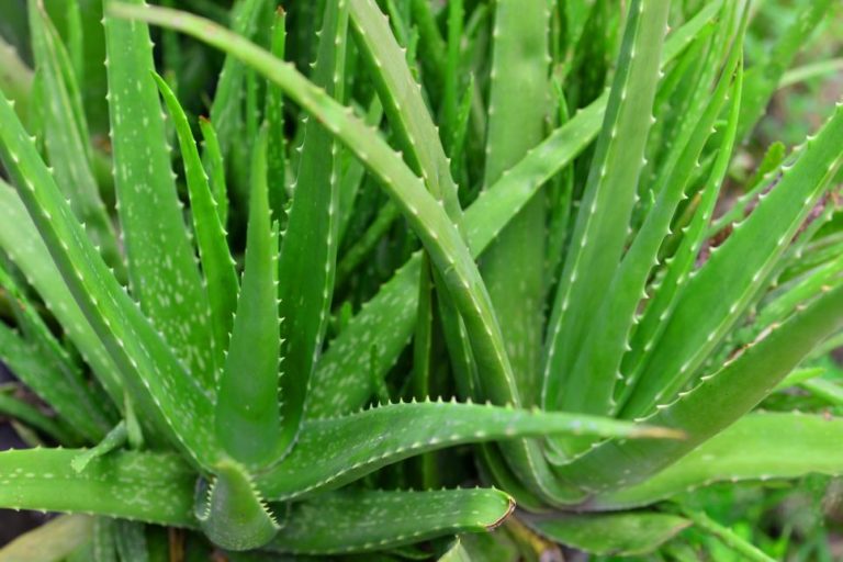 Aloe Socotrina Homeopathic Medicine Its Use, Indications And Dosage