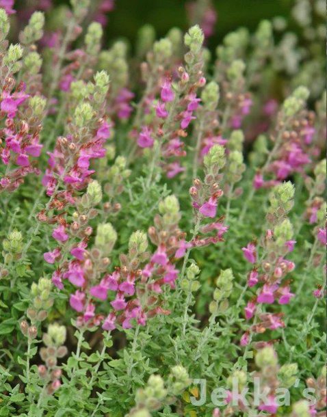 Teucrium Marum Verum – Homeopathic Medicine: Its Use, Indications And Dosage