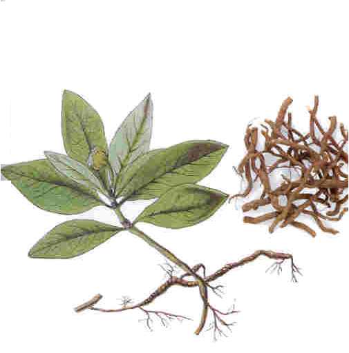 Ipecacuanha Homeopathic Medicine Its Use, Indications And Dosage