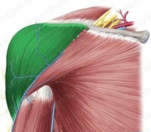 Deltoid muscle on the shoulder